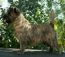 Cairn Bries Chocolat La Belle